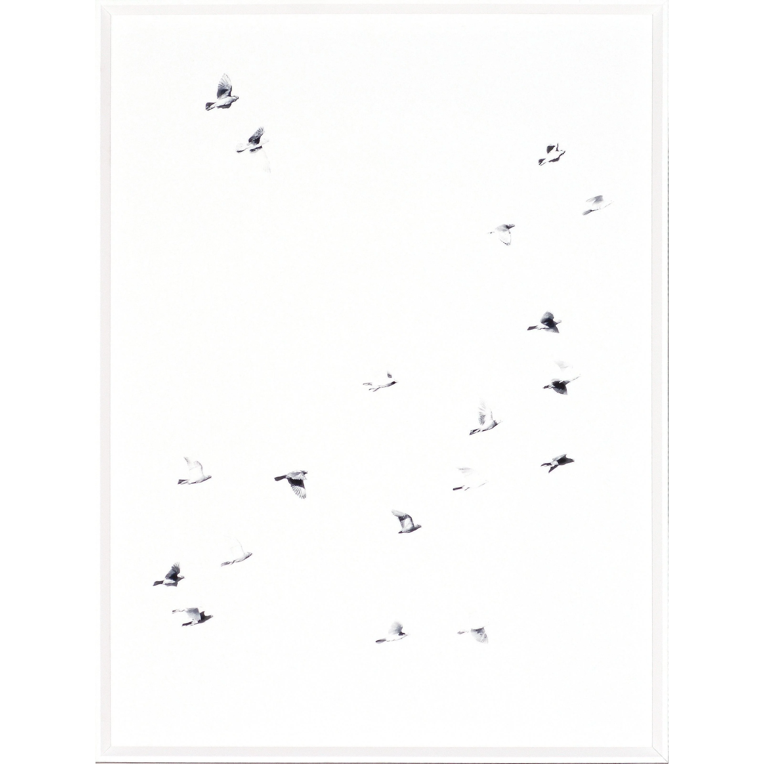 Birds On The Wing