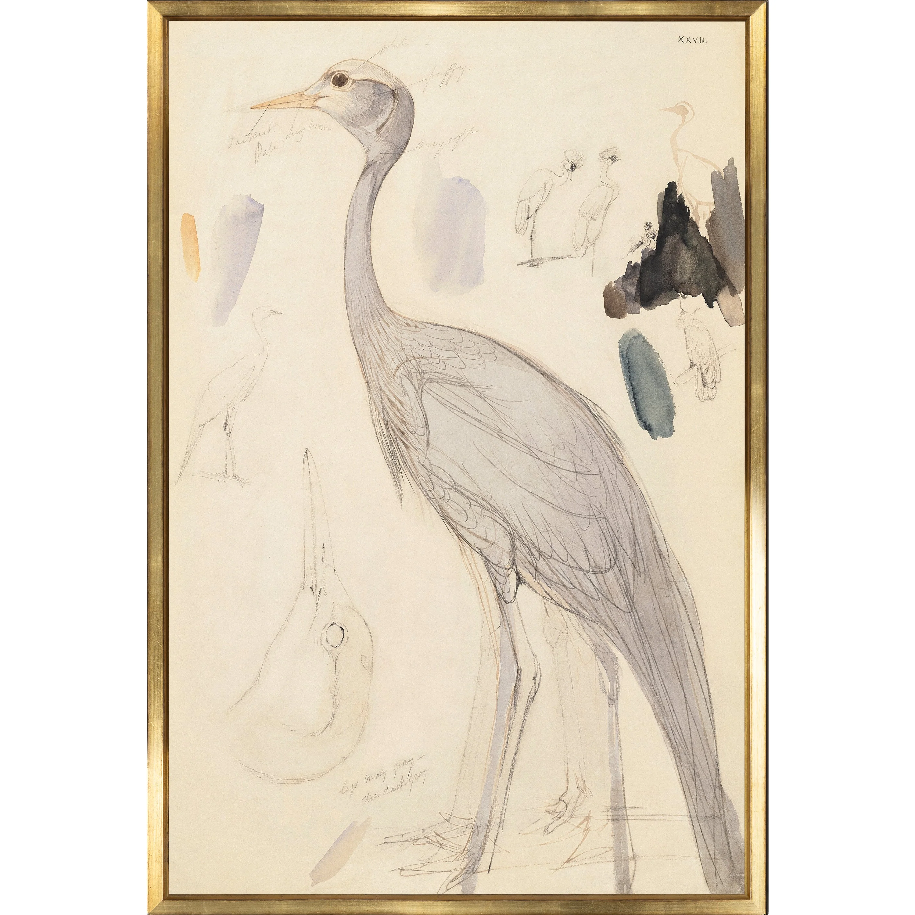Crane Study